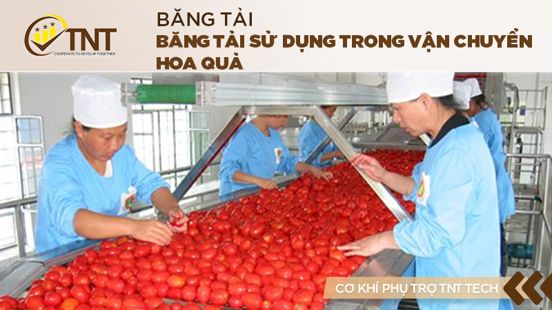 Băng tải sử dụng trong vận chuyển hoa quả